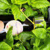 Spearmint Liquid Soap - Image 2